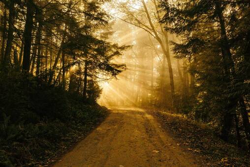 Way through the autumn forest